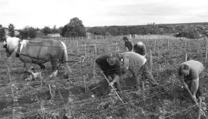 homme-vigne-beche-2