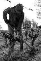 homme-vigne-beche